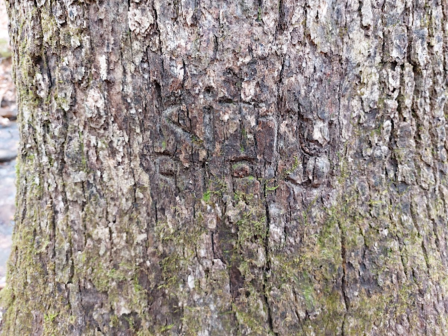 Kitty RIP - pet memorials in the woods can be as elaborate as at sites for human burials