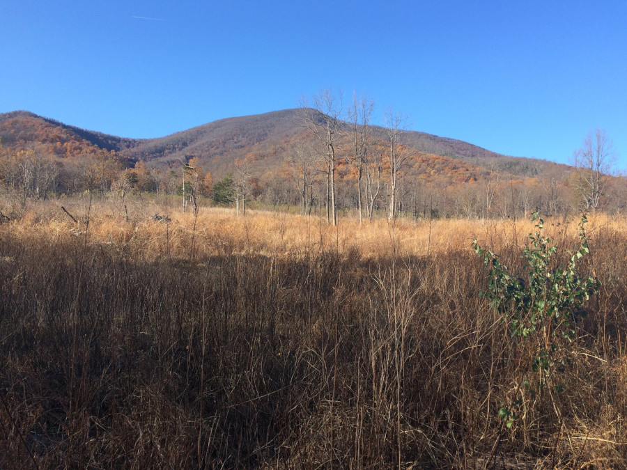 looking west at the Blue Ridge from Lesesne State Forest (Nelson County)