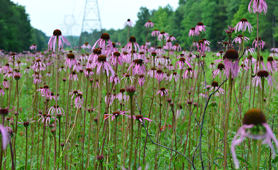 the Smart Road extension to I-81 was blocked in 1994 partly by the presence of the endangered smooth coneflower (Echinacea laevigata) on the preferred route