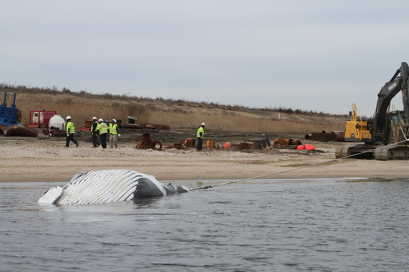 Craney Island Dredged Material Management Area was used as the disposal site for a dead humpback whale in 2017