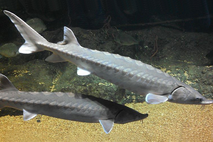 increasing the number of ships carrying cargo to Richmond also increased the risk of a vessel strike with an endangered Atlantic sturgeon