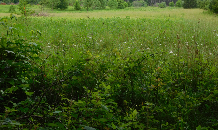 the first communities in Virginia developed near water and open fields, and Native Americans became more sedentary as they discovered the advantages of agriculture