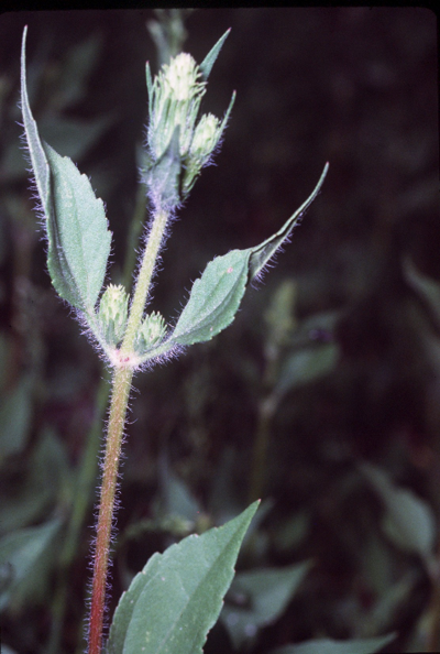 marshelder (Iva annua) was one of the first crops domesticated in the Eastern Agricultural Complex, and its seeds were planted by early Native Americans long before corn