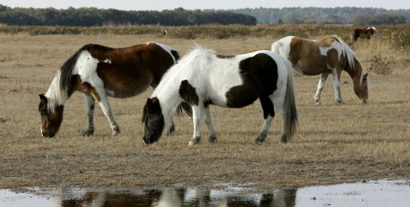 the ponies at Chincoteague are major tourist attractions, even though they are not native wildlife