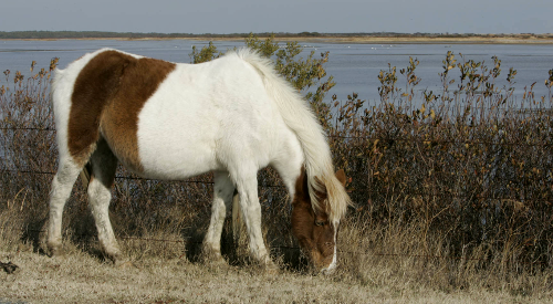Chincoteague ponies, which live on Assateague Island, are managed by the local fire department