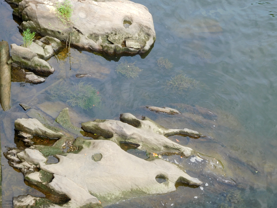 water currents churning rocks against the river bottom have carved round potholes in the Occoqan granite