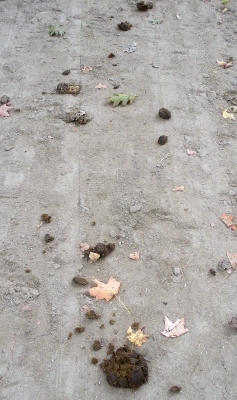 horse manure on dirt street