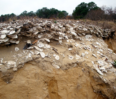 archeologists use oyster middens to identify where Native Americans were concentrated in the past