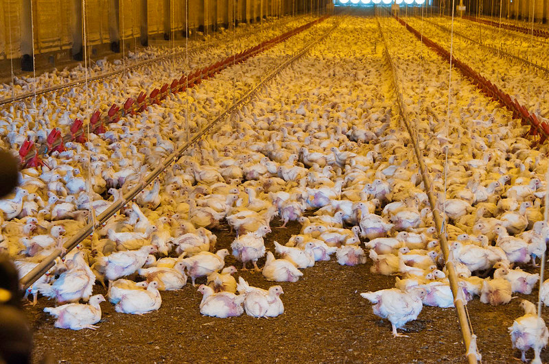 concentrating chickens in poultry houses creates concentrations of poultry litter