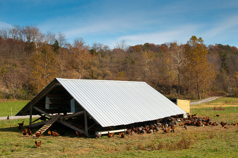 Polyface Farms spreads chicken litter across the fields, rather than concentrates it indoors in a chicken house