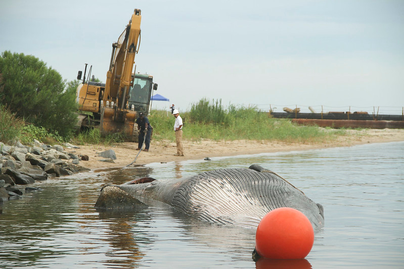 in 2014, the Virginia Aquarium conducted a necropsy on a 45-foot long sei whale that died in the  Southern Branch of the Elizabeth River