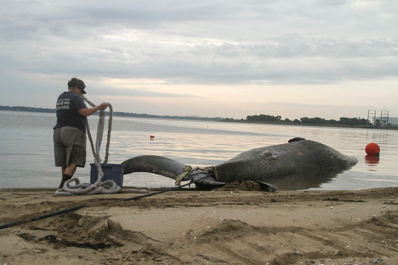 in 2014, the Virginia Aquarium conducted a necropsy on a 45-foot long sei whale that died in the  Southern Branch of the Elizabeth River