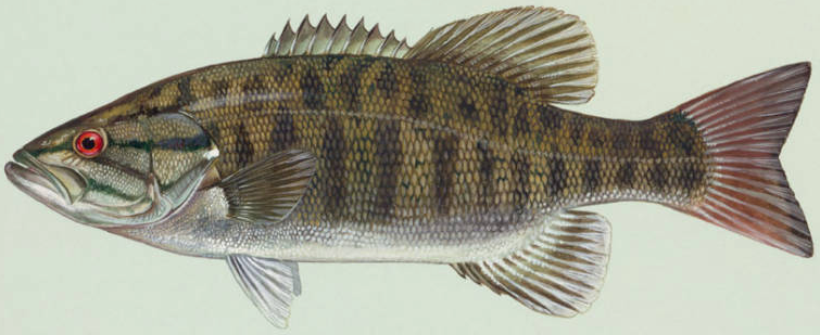 smallmouth bass