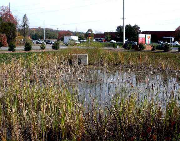 wet stormwater pond, with cattails indicating phosphorous in run-off, at 7-11 (Cushing Road and Balls Ford Road in Prince William County)