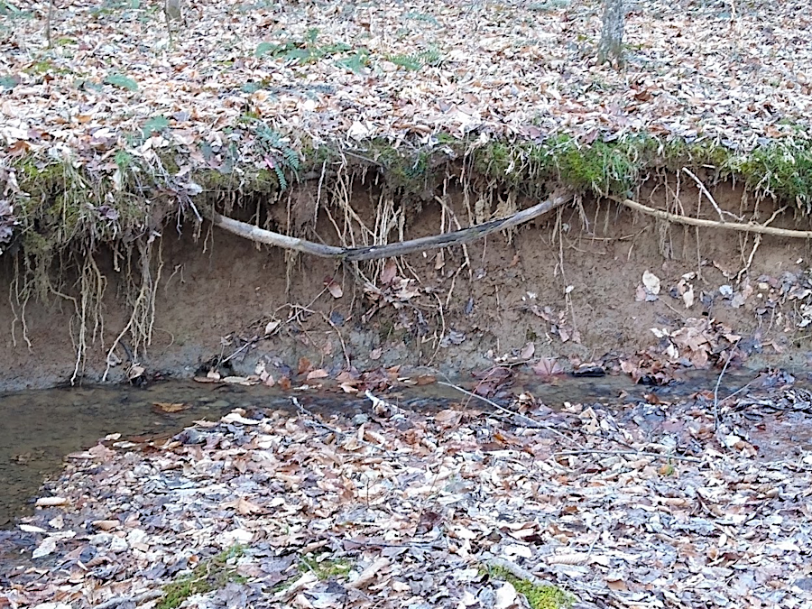stormwater erodes streambanks and carries sediment downstream