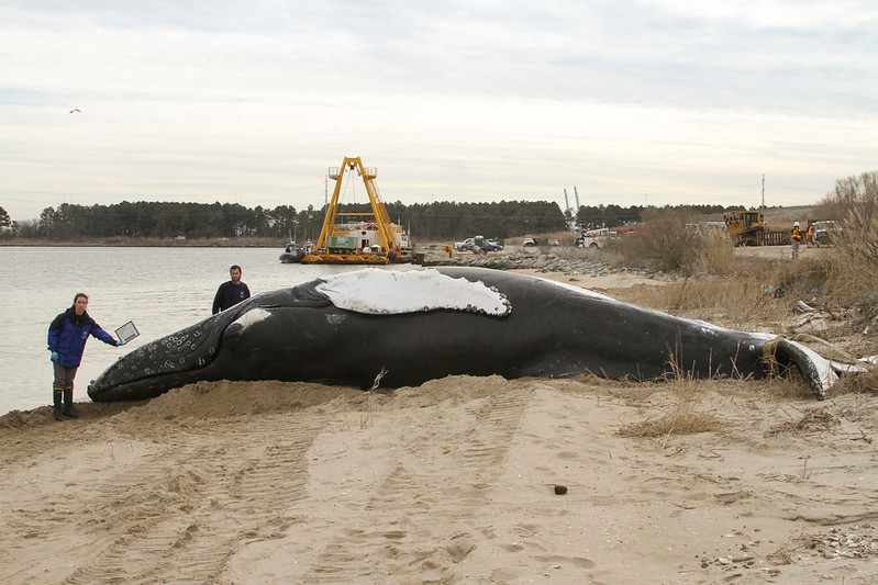 a dead 30-foot humpback whale was found near the Hampton Roads Bridge Tunnel on February 2, 2017, and taken to Craney Island for disposal
