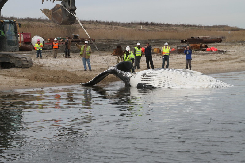 a dead humpback whale was dragged onto the Craney Island Dredged Material Management Area in 2017