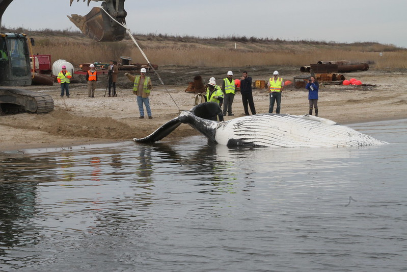 How to Get Rid of a Dead, Rotting Whale on Your Beach (Hint: Don't Blow It  Up)