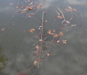 wild rice in Quantico Creek estuary