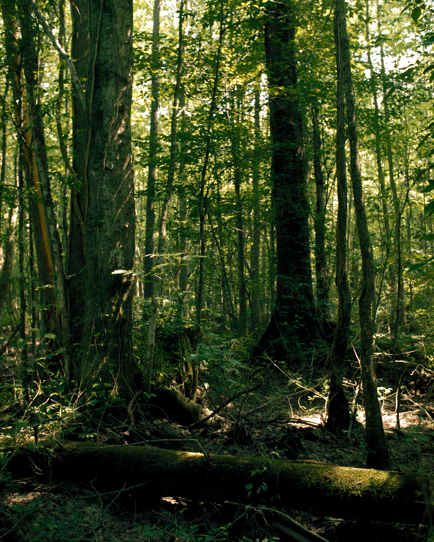 forest with Atlantic White Cedar at Dismal Swamp