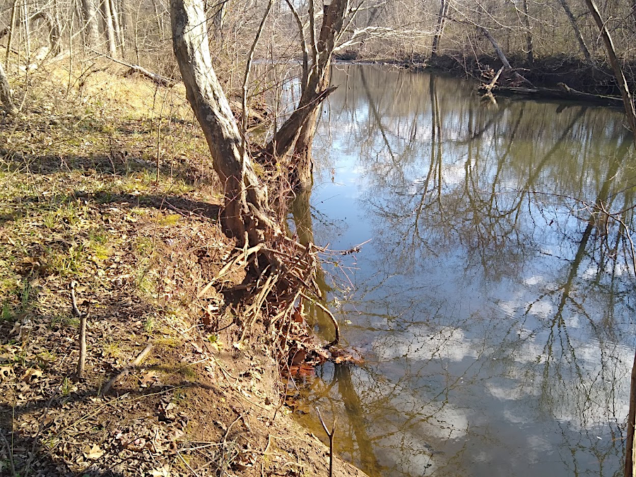 stream banks are dynamic, with tree roots holding sediment until erosion wins the contest