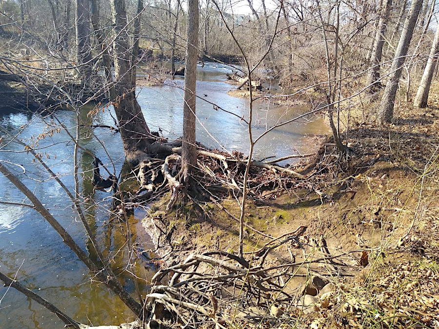 stream banks are dynamic, with tree roots holding sediment until erosion wins the contest
