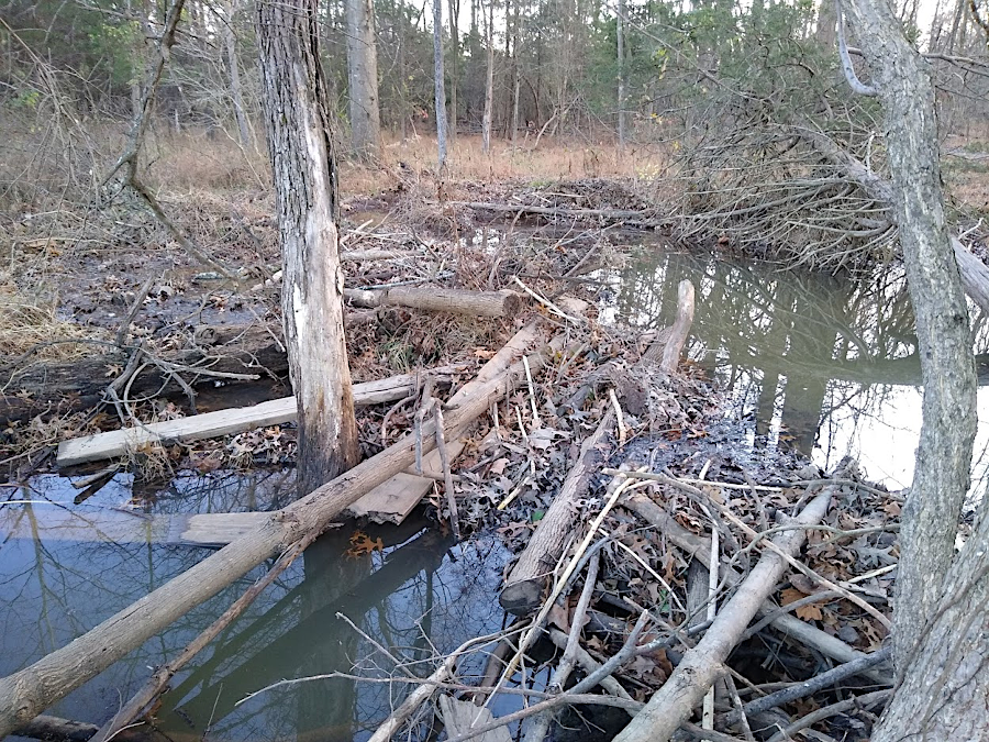 return of the beavers has resulted in new dams, creating natural stormwater ponds that slow velocity of streams