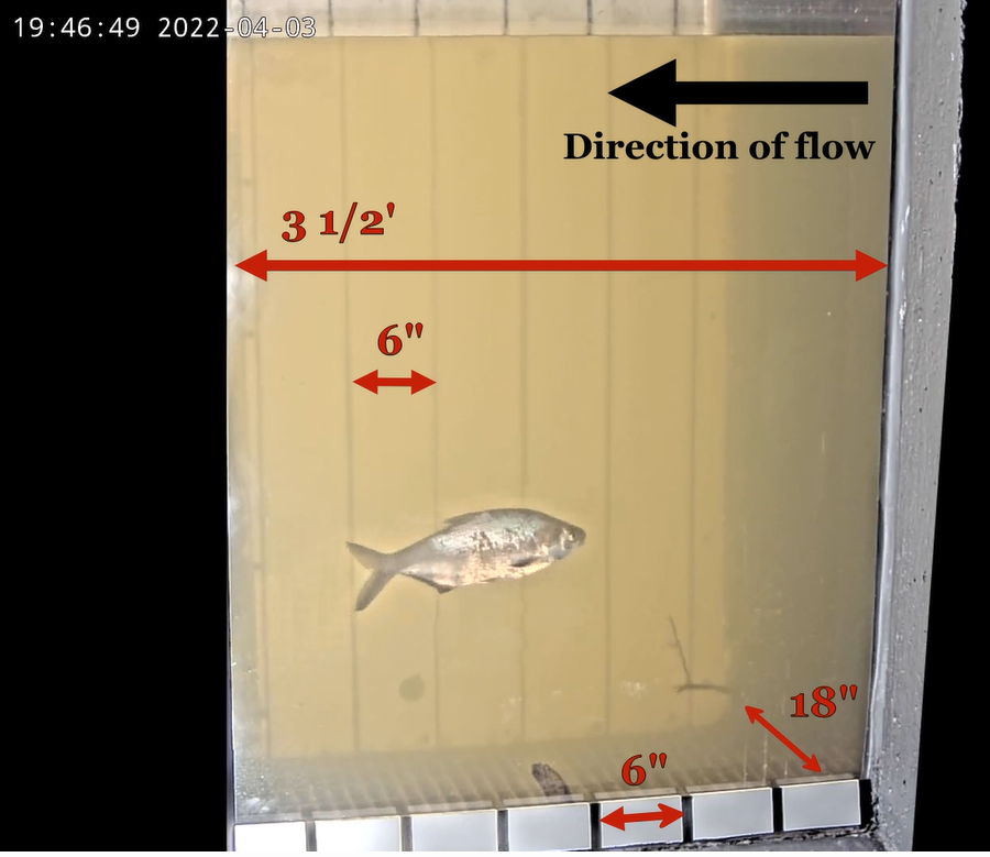 the viewing window at the Boshers Dam fish ladder is used to count fish and lamprey that swim upstream, and estimate their size