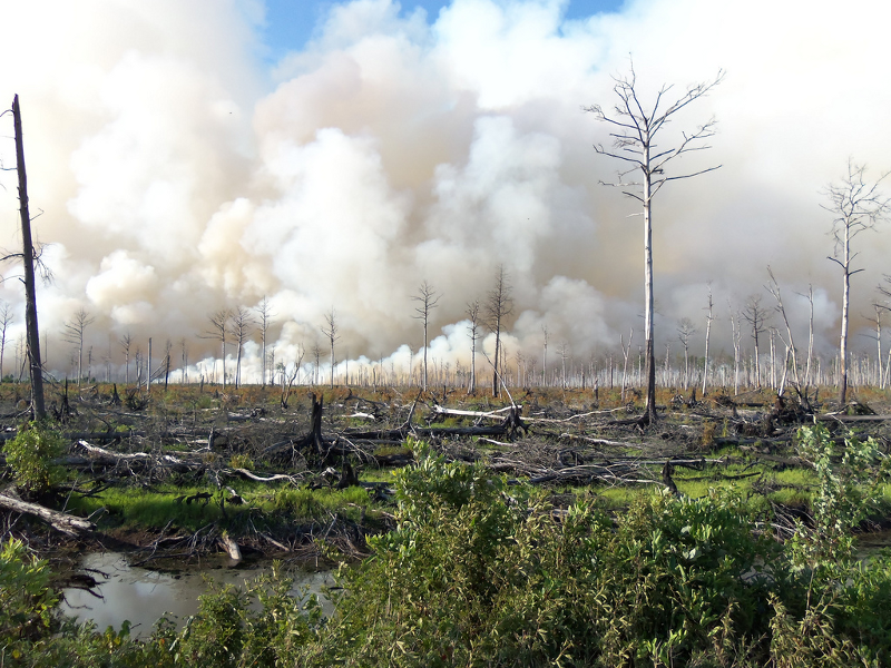 Dismal Swamp on fire, 2011