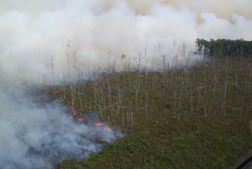 wildfires in the swamp are fueled by accumulated peat, when conditions are sufficiently dry 