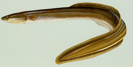 American eels are the only catadromous species in North America, breeding in the ocean and spending adult lives in freshwater rivers