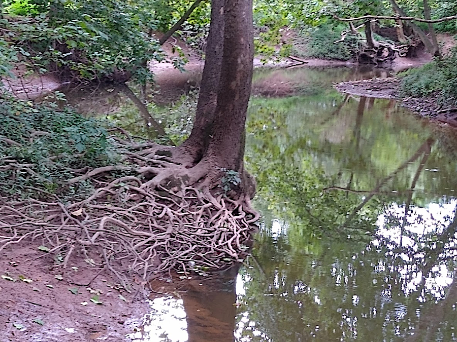 Bull Run etches away at the streambanks between Prince William and Fairfax counties, shifting naturally within its floodplain