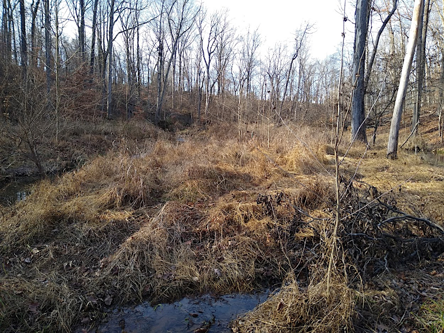 small carpet grass/joint-head grass (<em>Arthraxon hispidus</em>) can dominate the streambanks disturbed in a stream restoration project, if not shaded out by a closed tree canopy