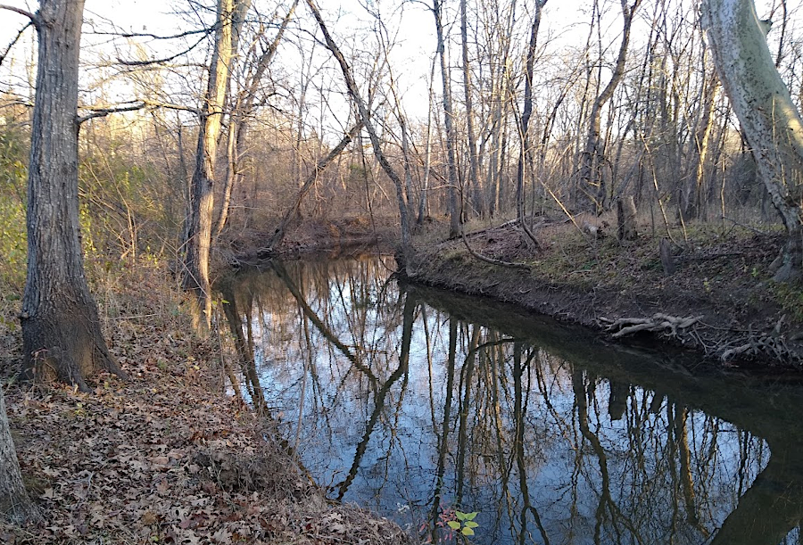 the 4-foot high streambanks of Rocky Branch in Prince William County are the result of legacy sediments deposited over three centuries in the 1700's-1900's