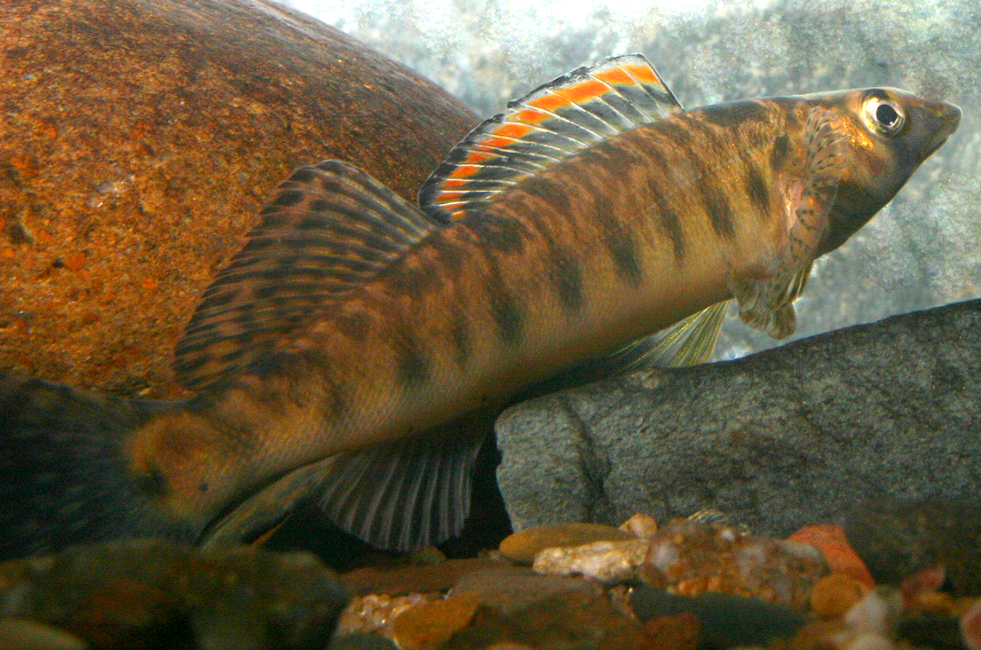 removing the Power Dam restored habitat for a fish that anglers could not catch - the Roanoke logperch, a Federally-listed endangered species