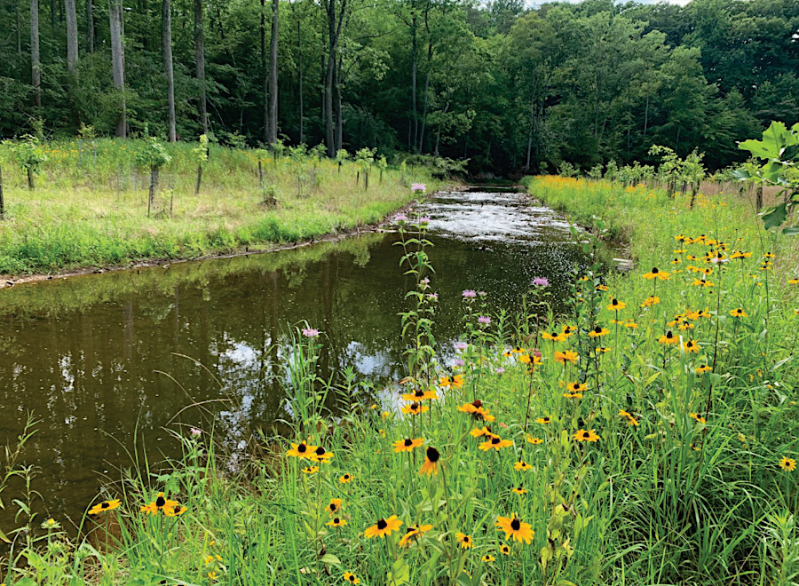 natives planted at stream restoration projects restore riparian vegetation buffer zones quickly