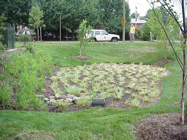 bioretention filters (rain gardens) allow stormwater to replenish groundwater aquifers near the surface