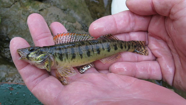 the Roanoke Logperch is an endangered species found in the Meherrin River