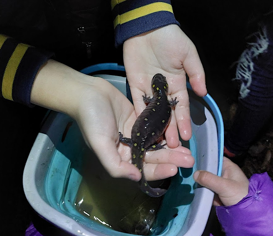 a spotted salamander (Ambystoma maculatum) ready to lay eggs in a vernal pool at Bull Run Mountains Natural Area Preserve in February, 2023