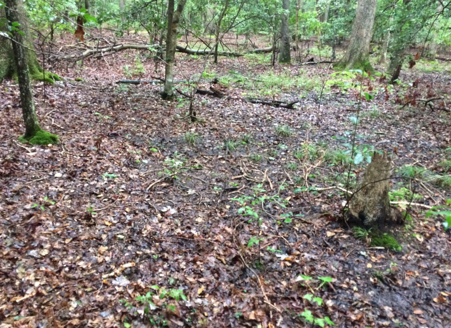 dried-up vernal pool in Fredericksburg & Spotsylvania National Military Park (September, 2018)